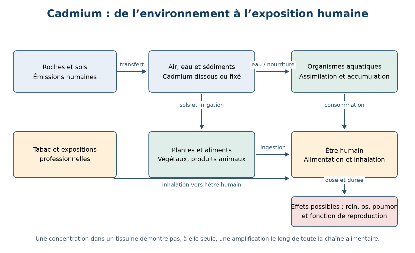 Cadmium : de l’environnement à l’exposition humaine