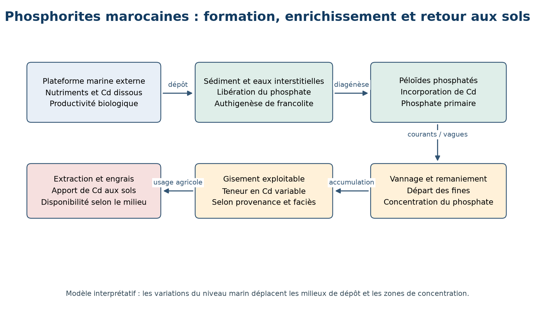 Formation et enrichissement des phosphorites marocaines