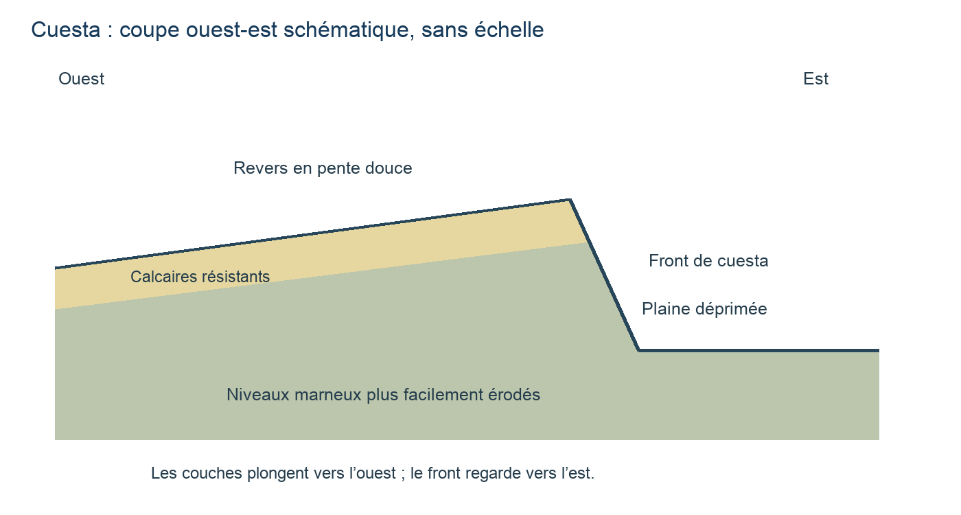 Coupe ouest-est schématique d’une cuesta : calcaires résistants au-dessus de niveaux marneux, revers occidental et front oriental.