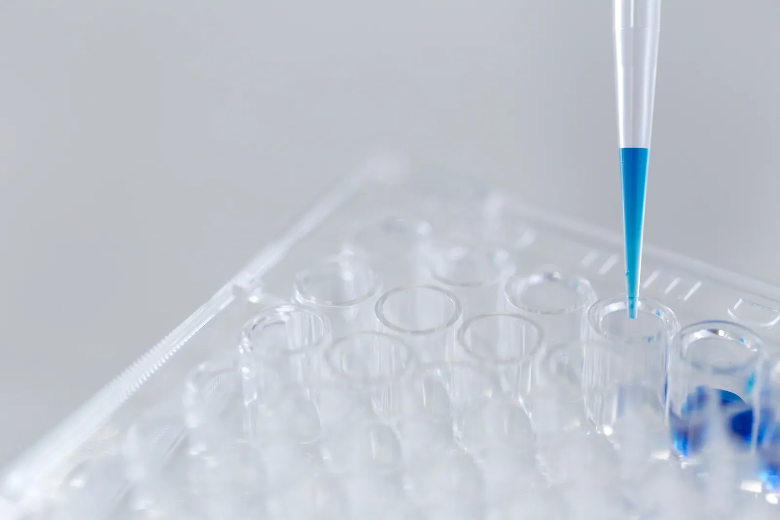 Une pipette dépose un liquide bleu dans une plaque d’analyse de laboratoire.